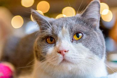 《赛博朋克2077》1.3版更新内容情报公布